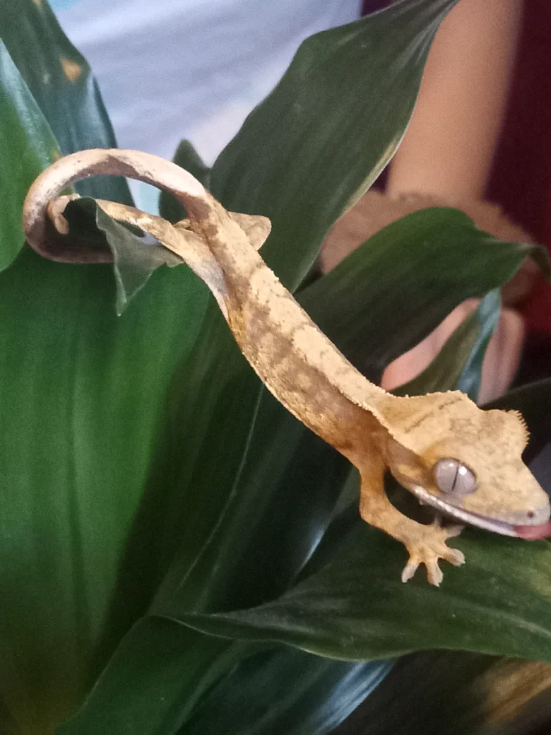 Juvenile Crested Gecko for Sale image indicator(3)