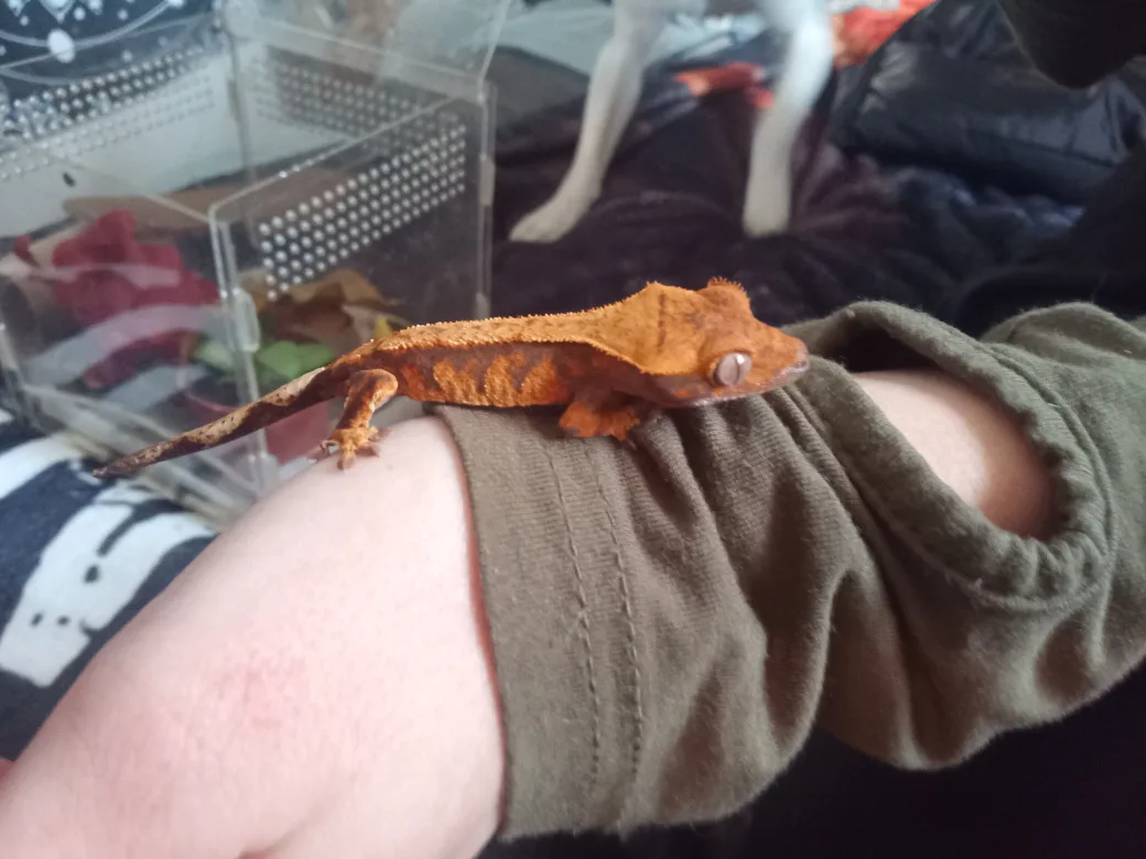 Juvenile Crested Gecko for Sale image indicator(4)