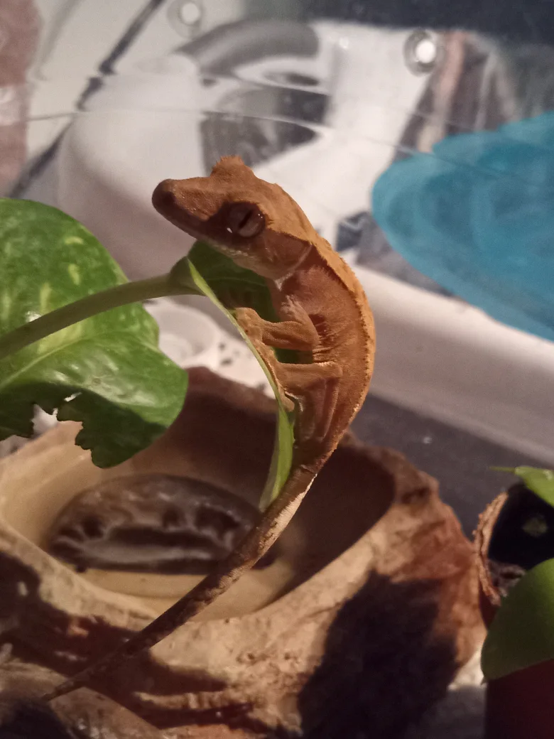 Juvenile Crested Gecko for Sale image indicator(5)
