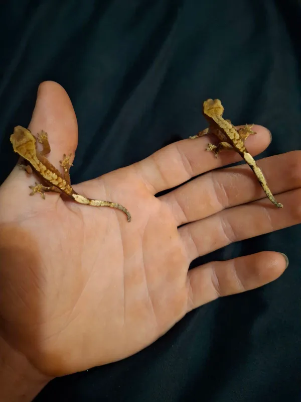 Juvenile Crested Gecko for Sale image indicator(6)