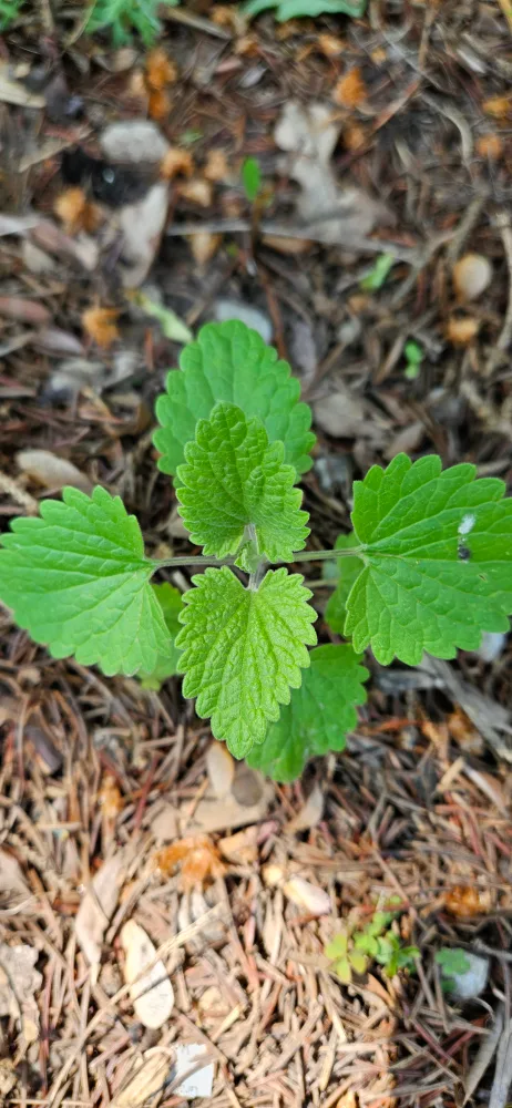 Fresh Plant thumbnail