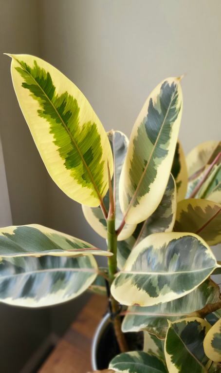 Rubber Plant - photo 4
