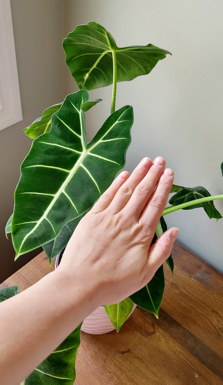 Alocasia Amazonica Plant - photo 4