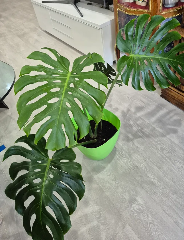 �🔥🍀Hot deals 🍀🔥Monstera Plant image indicator(3)