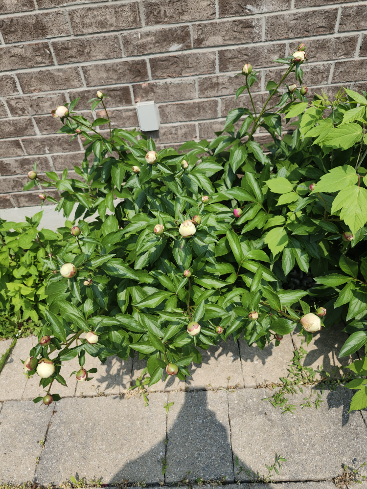 Fresh Peonies - photo 5