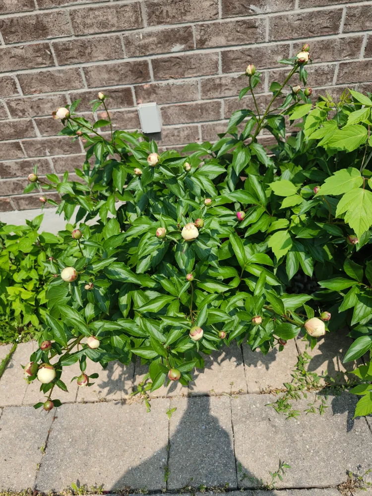 Fresh Peonies image indicator(5)