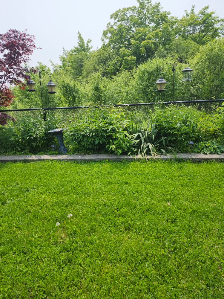 Fresh Peonies image indicator(6)