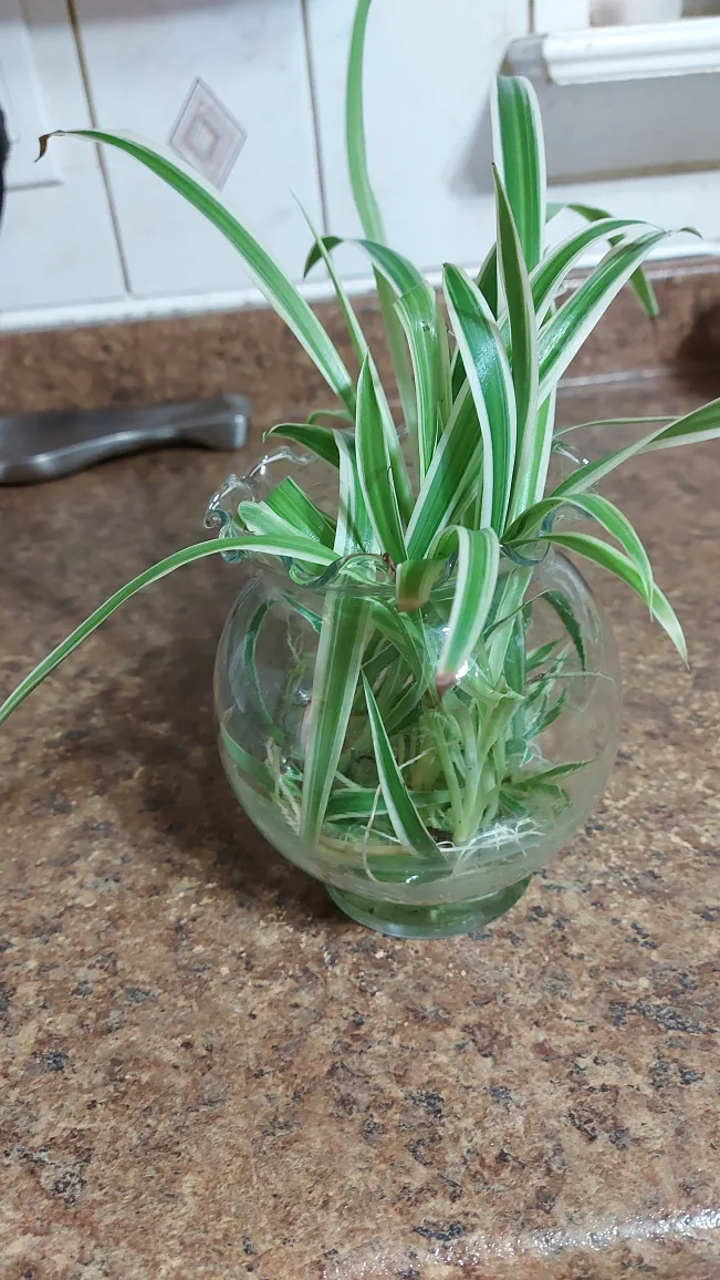 Spider Plants - 6 Plants thumbnail