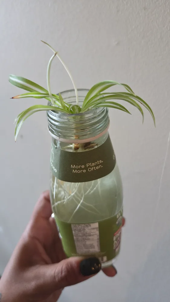 Spider Plant Propagating in a Glass Bottle thumbnail