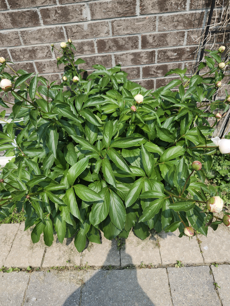 Fresh Peonies - photo 3