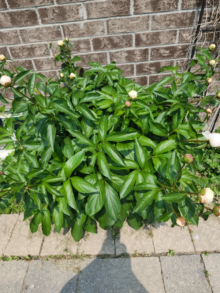 Fresh Peonies image indicator(3)