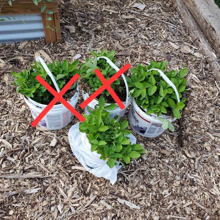 white alpine strawberry plants thumbnail