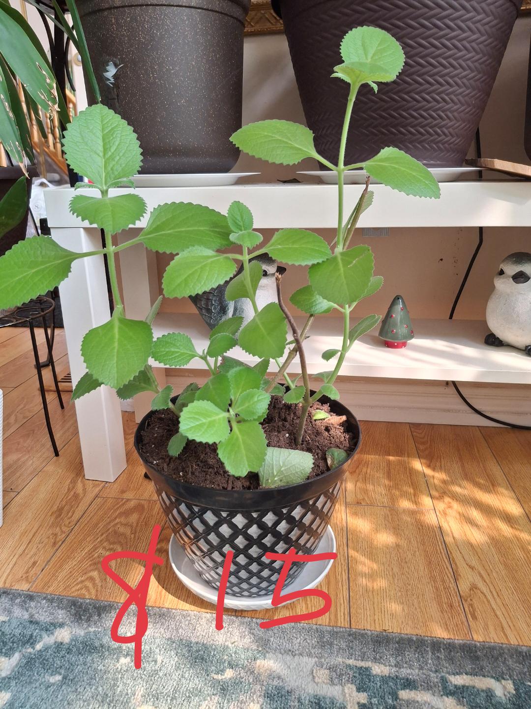 Potted Houseplant