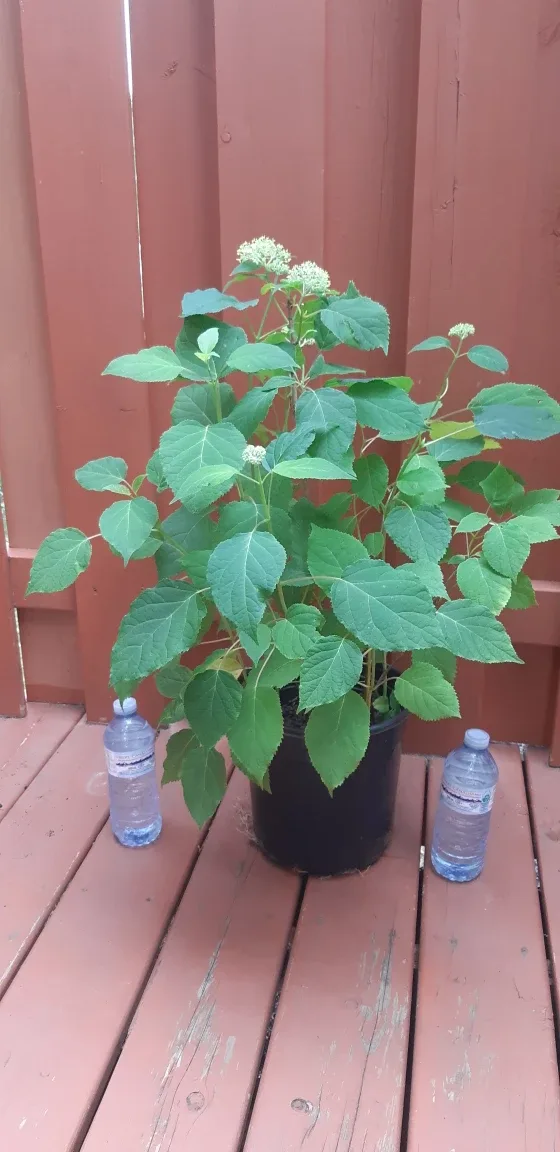 Annabelle Hydrangea Big pots thumbnail