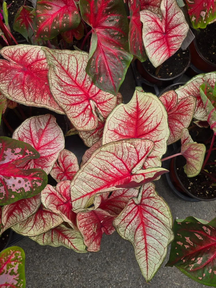 Caladium Plants 6"pot. multiple plant image indicator(3)