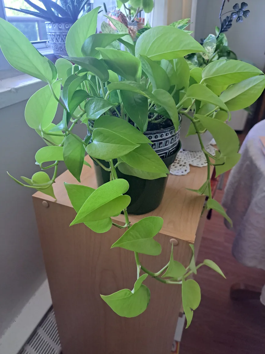 Potted Neon Pothos Plant thumbnail