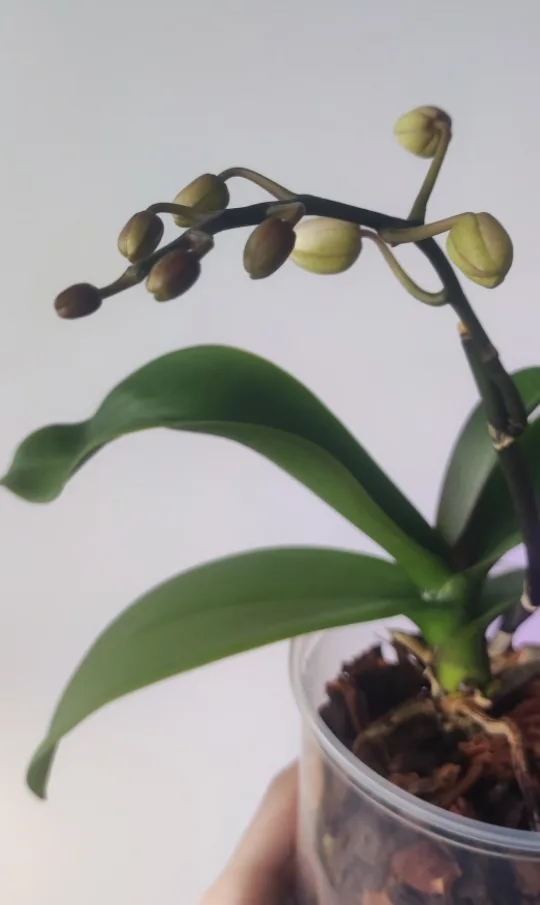 Orchid Plant thumbnail