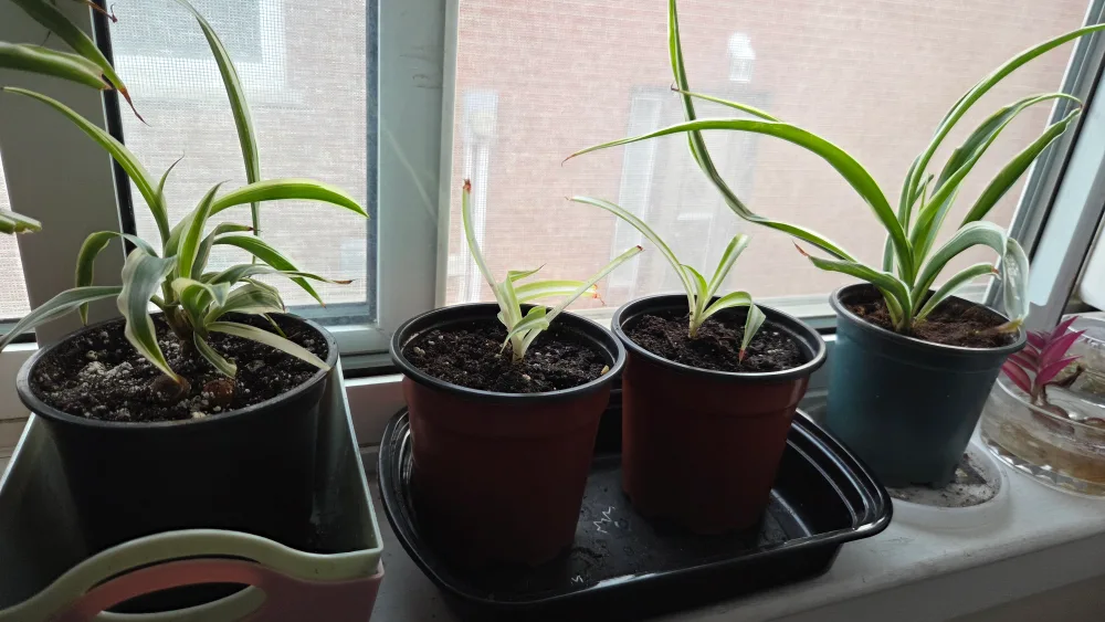Spider Plant in Pot thumbnail