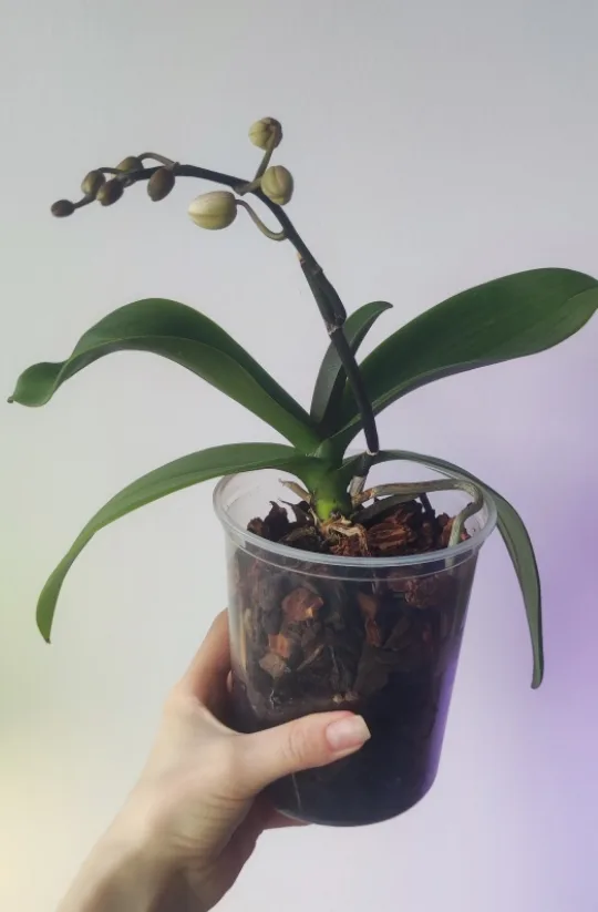 Orchid Plant image indicator(3)