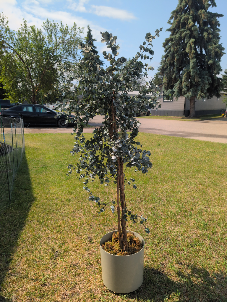 Faux Eucalyptus Tree in Pot - Home Decor