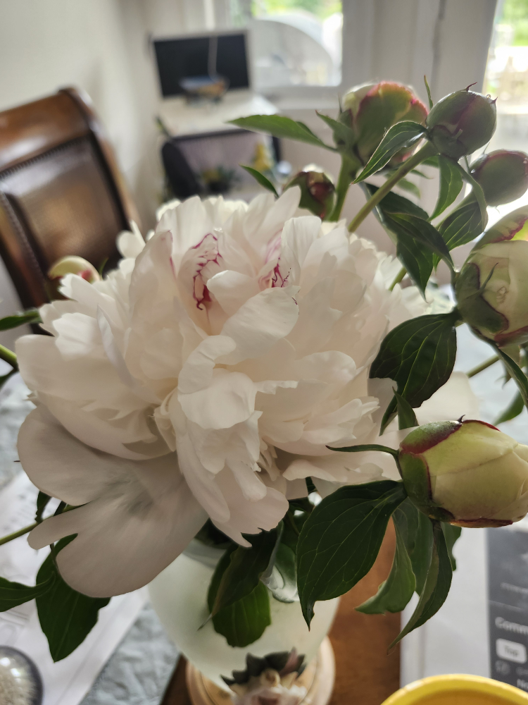 Fresh Peonies - photo 2