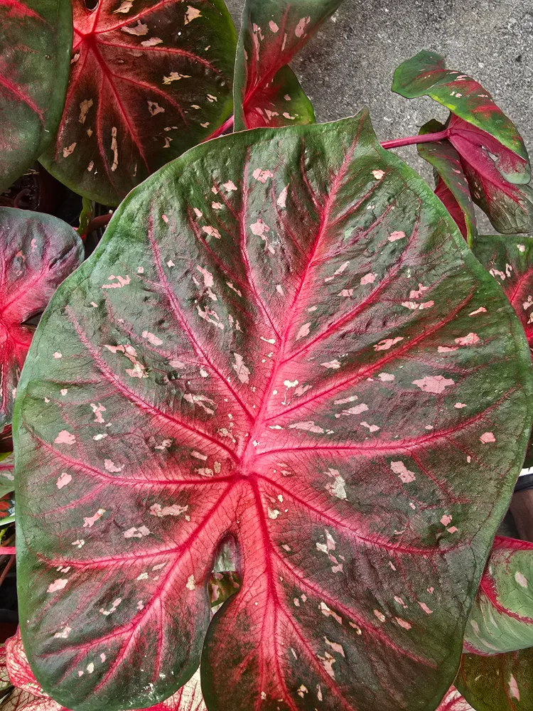 Caladium Plants 6"pot. multiple plant image indicator(4)
