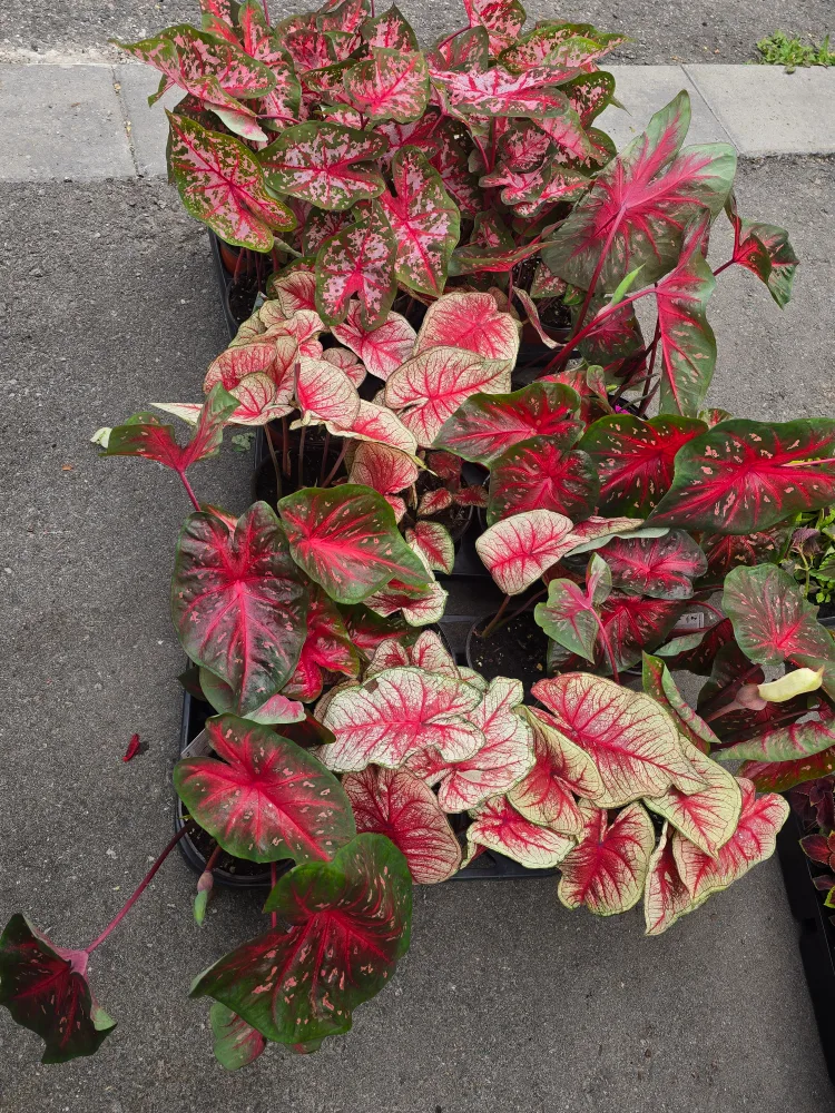 Caladium Plants 6"pot. multiple plant image indicator(7)