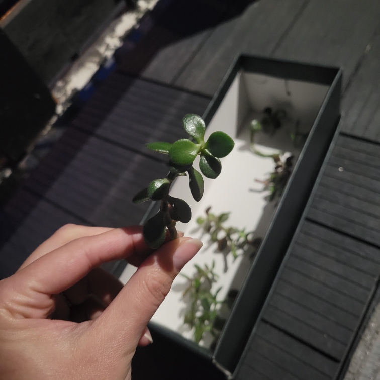 FREE Jade cuttings - curbside