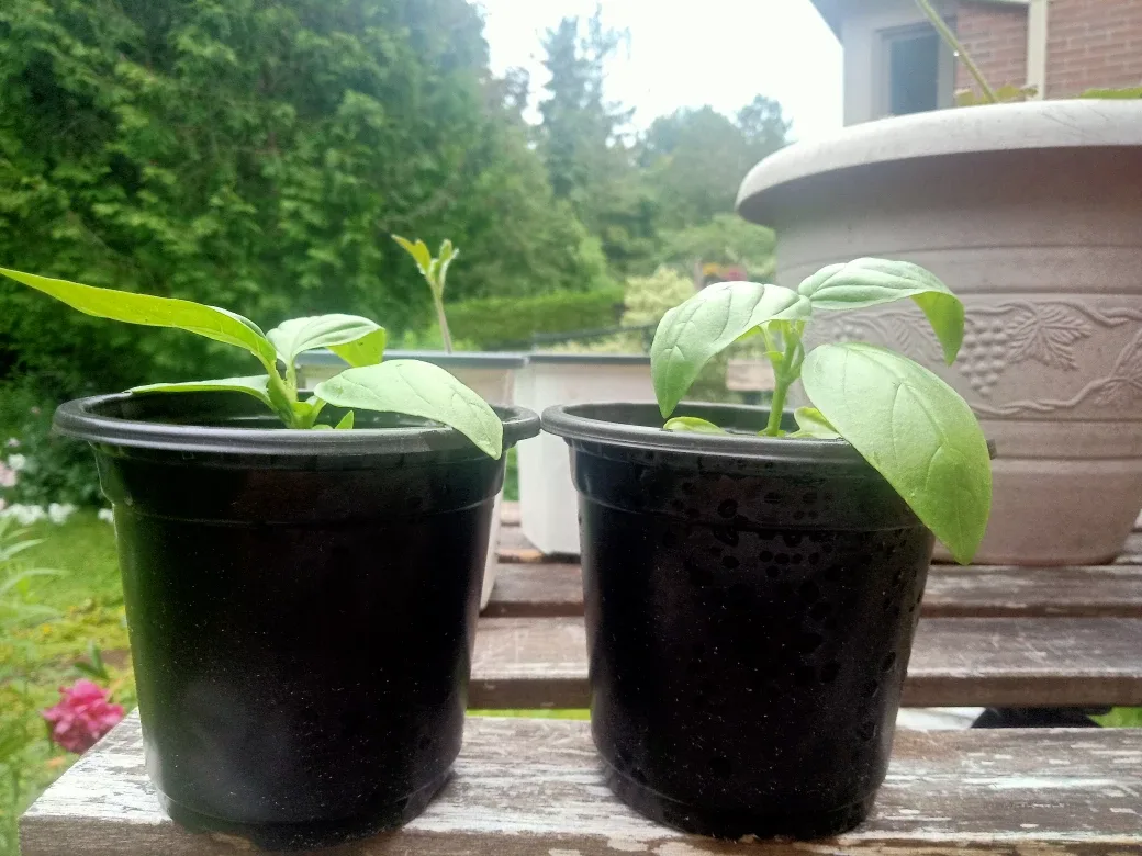 Fresh Basil Plants image indicator(2)