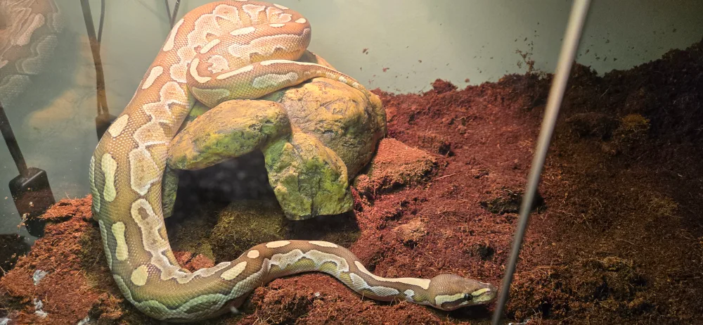 Glass Terrarium with Accessories image indicator(2)