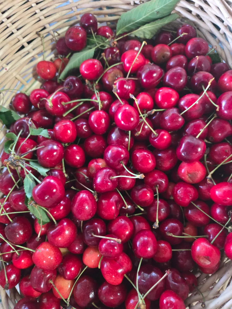 CHERRIES FRUITS PURE ORGANIC thumbnail