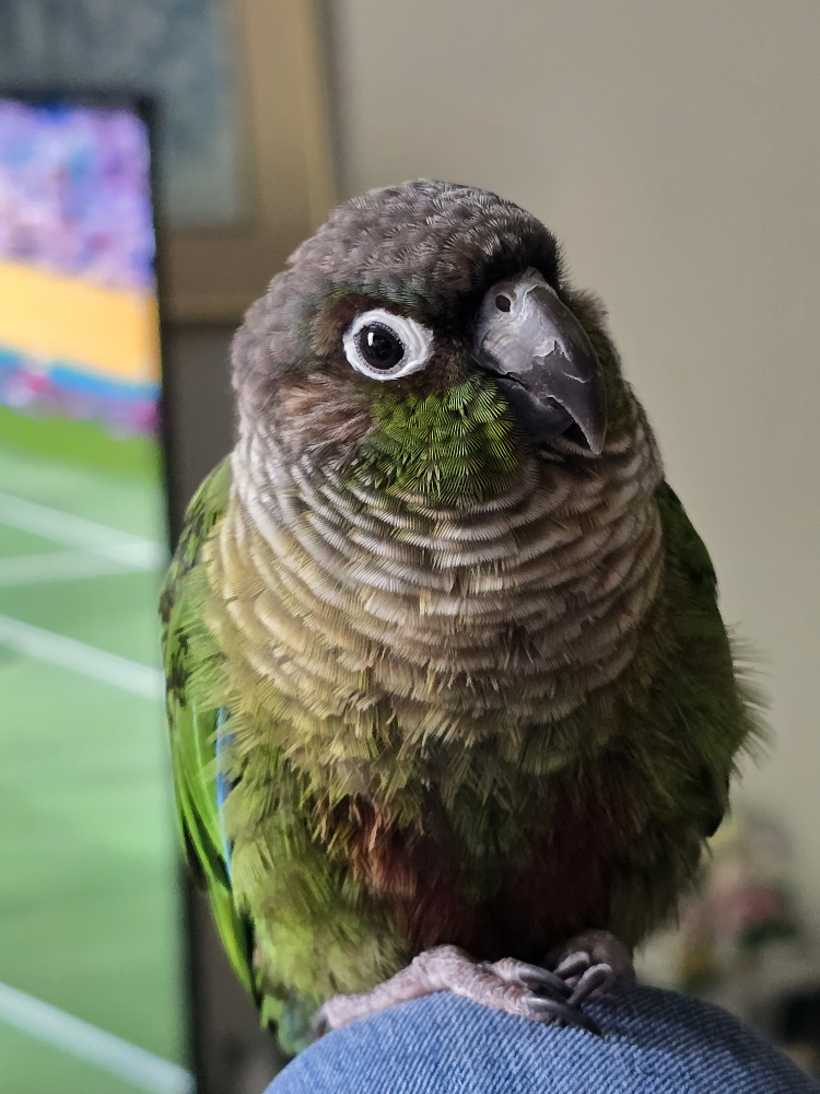 Green-Cheeked Conure 🦜 - photo 3