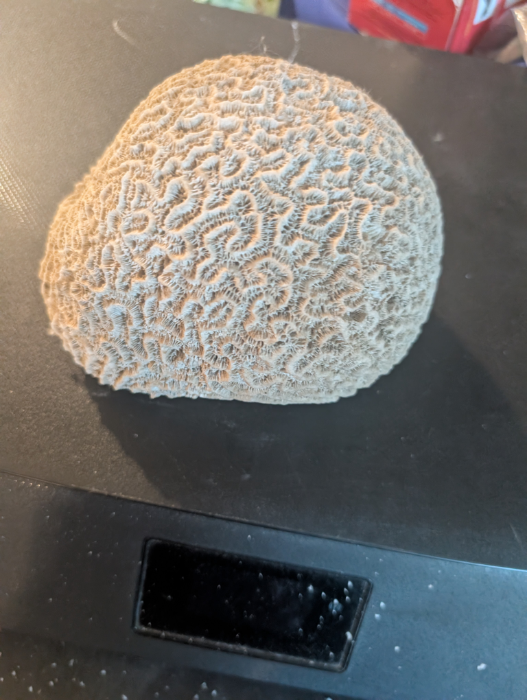 Coral Decoration