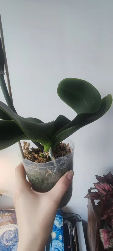 Orchid Plant image indicator(2)