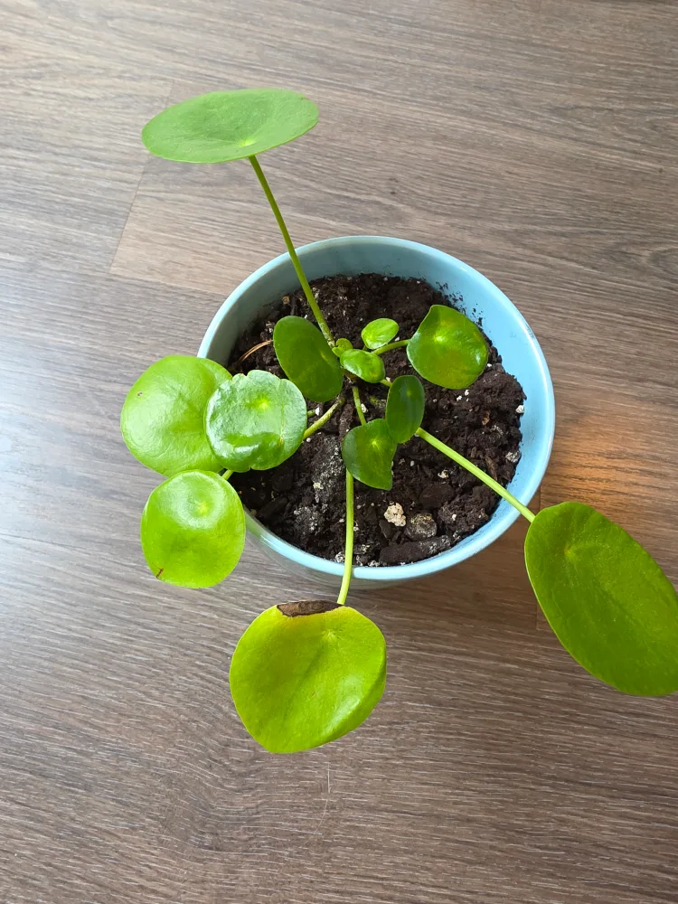 Pilea Peperomioides Chinese Money Plant with Ceramic Pot thumbnail