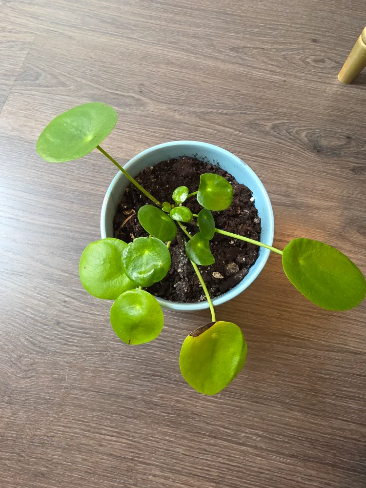 Pilea Peperomioides Chinese Money Plant with Ceramic Pot image indicator(2)