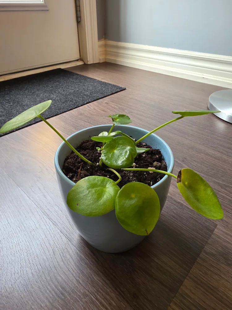 Pilea Peperomioides Chinese Money Plant with Ceramic Pot image indicator(3)
