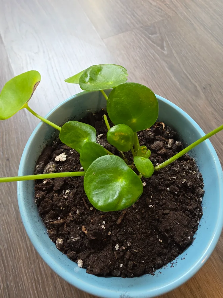 Pilea Peperomioides Chinese Money Plant with Ceramic Pot image indicator(4)