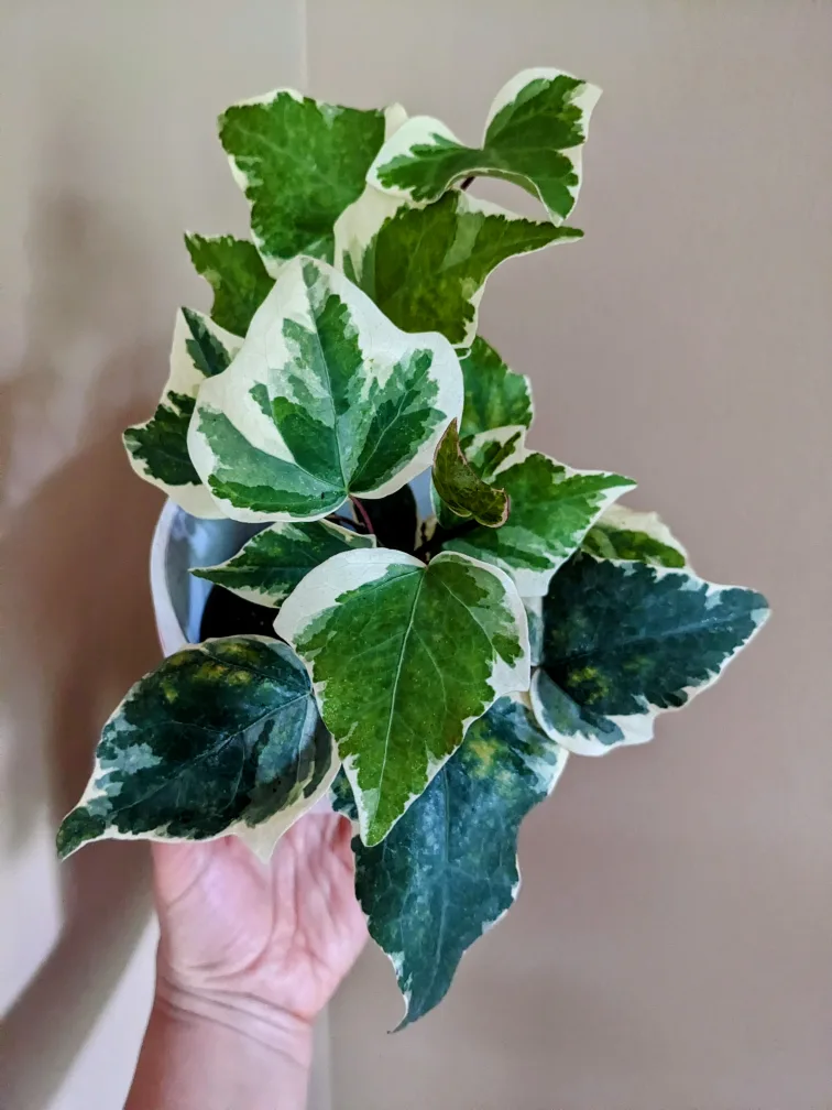 Assorted House/ Indoor Plants thumbnail