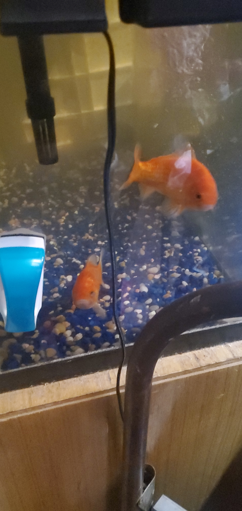 2 goldfish