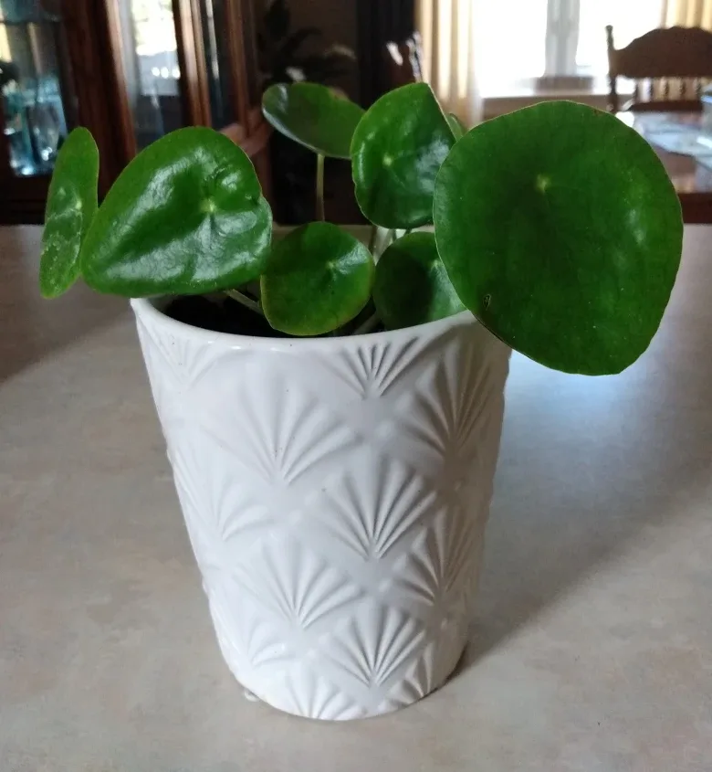White Planter with money Plant thumbnail