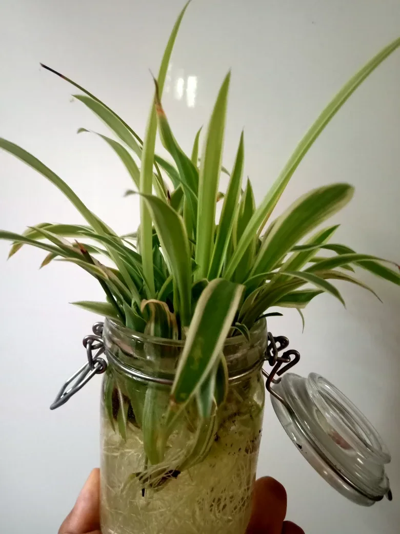 Spider Plant babies rooted image indicator(4)