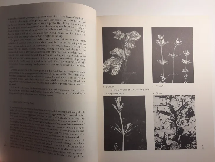 *RARE* The Plant Between Sun and Earth image indicator(3)