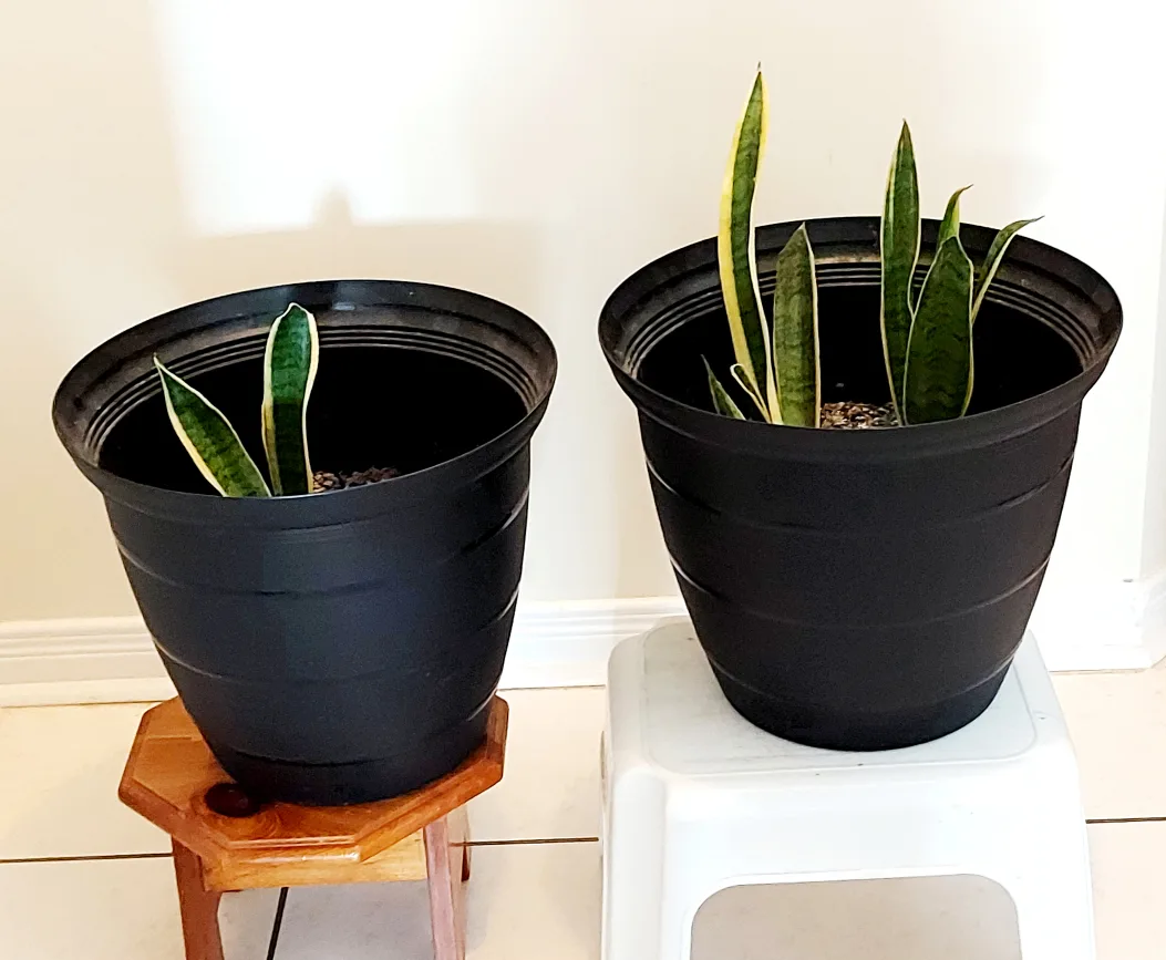 Two Beautiful Snake Plants in Large Black Planter thumbnail