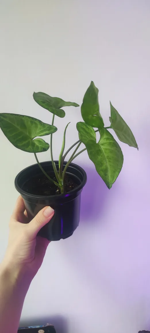 Syngonium Green Gold image indicator(3)