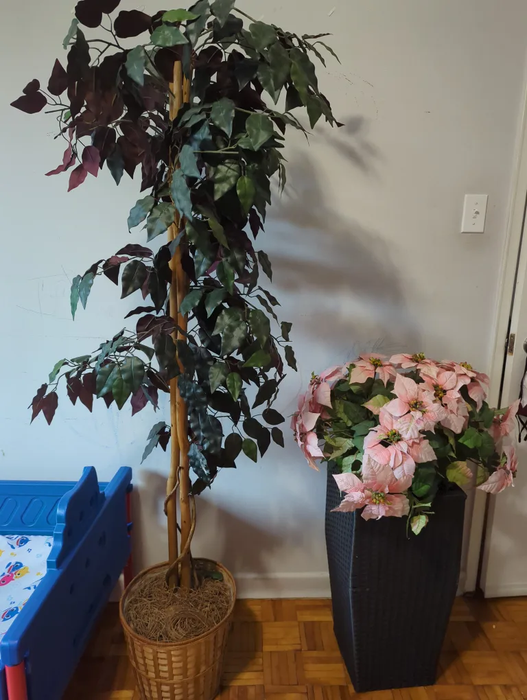 Artificial Ficus Tree & Poinsettia Plant thumbnail