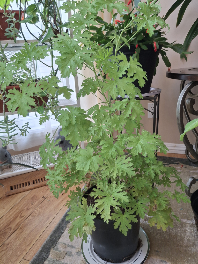 Citronella Mosquito Plant