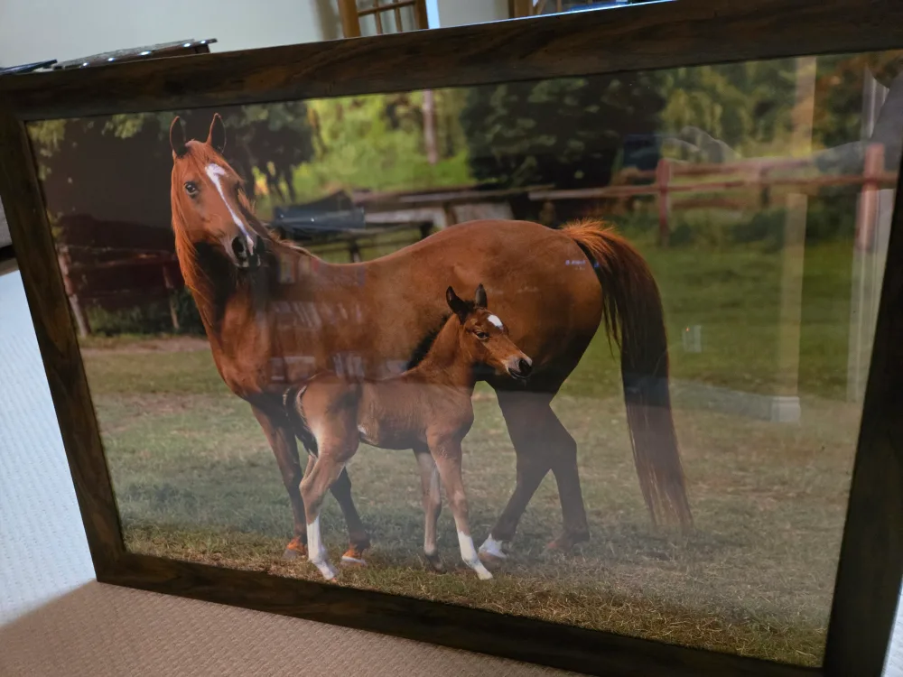 Framed Horse Print thumbnail
