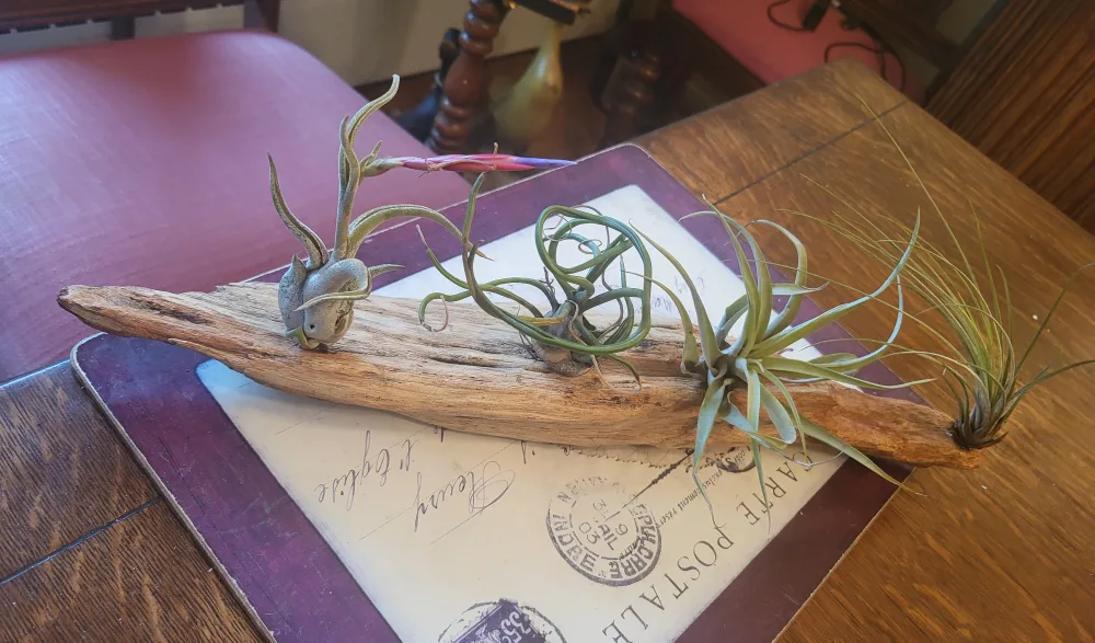 Driftwood with Air Plants thumbnail