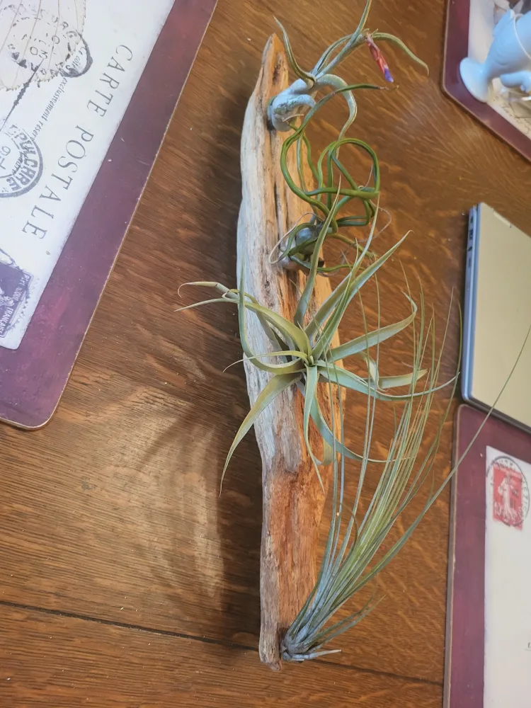 Driftwood with Air Plants image indicator(3)